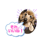 りろとこつぶ（個別スタンプ：6）