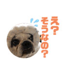 りろとこつぶ（個別スタンプ：11）