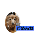 りろとこつぶ（個別スタンプ：16）