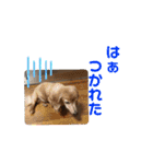りろとこつぶ（個別スタンプ：23）