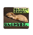 りろとこつぶ（個別スタンプ：36）