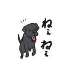 黒ラブ ララ（個別スタンプ：12）