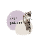 ♡しばぬま様（個別スタンプ：11）