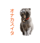 シャビさん その2（個別スタンプ：2）