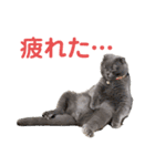 シャビさん その2（個別スタンプ：3）