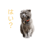 シャビさん その2（個別スタンプ：8）