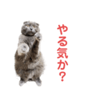 シャビさん その2（個別スタンプ：14）