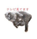 シャビさん その2（個別スタンプ：16）