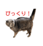 シャビさん その2（個別スタンプ：23）