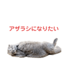 シャビさん その2（個別スタンプ：29）