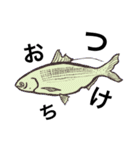 尾魚小僧②（個別スタンプ：2）