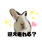 使えるオールスター動物スタンプ（個別スタンプ：1）