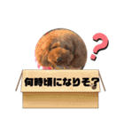 使えるオールスター動物スタンプ（個別スタンプ：2）