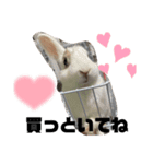 使えるオールスター動物スタンプ（個別スタンプ：10）