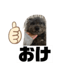 使えるオールスター動物スタンプ（個別スタンプ：11）
