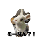 使えるオールスター動物スタンプ（個別スタンプ：16）