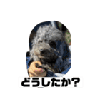 使えるオールスター動物スタンプ（個別スタンプ：18）