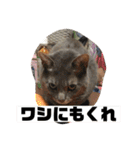 使えるオールスター動物スタンプ（個別スタンプ：28）
