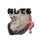 使えるオールスター動物スタンプ（個別スタンプ：30）