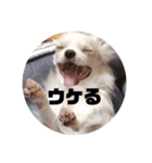 ちーたすたんぷ4（個別スタンプ：1）