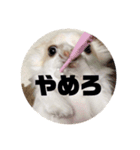 ちーたすたんぷ4（個別スタンプ：6）