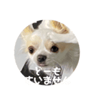 ちーたすたんぷ4（個別スタンプ：7）