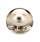 ちーたすたんぷ4（個別スタンプ：12）