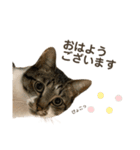 猫ネコまみれ 日常会話の敬語バージョン（個別スタンプ：1）