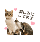 猫ネコまみれ 日常会話の敬語バージョン（個別スタンプ：2）