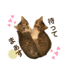 猫ネコまみれ 日常会話の敬語バージョン（個別スタンプ：4）