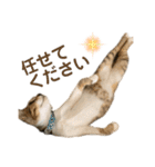 猫ネコまみれ 日常会話の敬語バージョン（個別スタンプ：5）