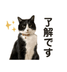 猫ネコまみれ 日常会話の敬語バージョン（個別スタンプ：6）
