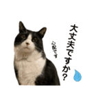 猫ネコまみれ 日常会話の敬語バージョン（個別スタンプ：7）