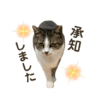 猫ネコまみれ 日常会話の敬語バージョン（個別スタンプ：10）