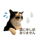 猫ネコまみれ 日常会話の敬語バージョン（個別スタンプ：11）