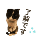 猫ネコまみれ 日常会話の敬語バージョン（個別スタンプ：13）