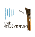 猫ネコまみれ 日常会話の敬語バージョン（個別スタンプ：14）