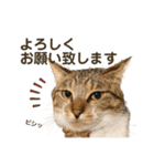 猫ネコまみれ 日常会話の敬語バージョン（個別スタンプ：16）