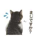 猫ネコまみれ 日常会話の敬語バージョン（個別スタンプ：17）