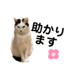 猫ネコまみれ 日常会話の敬語バージョン（個別スタンプ：18）