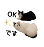 猫ネコまみれ 日常会話の敬語バージョン（個別スタンプ：19）