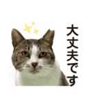 猫ネコまみれ 日常会話の敬語バージョン（個別スタンプ：21）