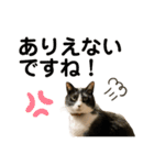 猫ネコまみれ 日常会話の敬語バージョン（個別スタンプ：22）