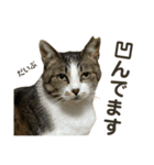 猫ネコまみれ 日常会話の敬語バージョン（個別スタンプ：23）