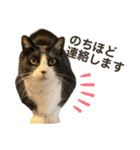 猫ネコまみれ 日常会話の敬語バージョン（個別スタンプ：24）