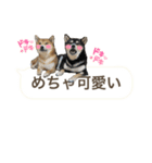 黒柴と赤柴（個別スタンプ：4）