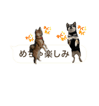 黒柴と赤柴（個別スタンプ：5）