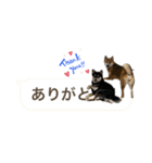 黒柴と赤柴（個別スタンプ：6）