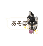 黒柴と赤柴（個別スタンプ：7）