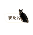 黒柴と赤柴（個別スタンプ：8）